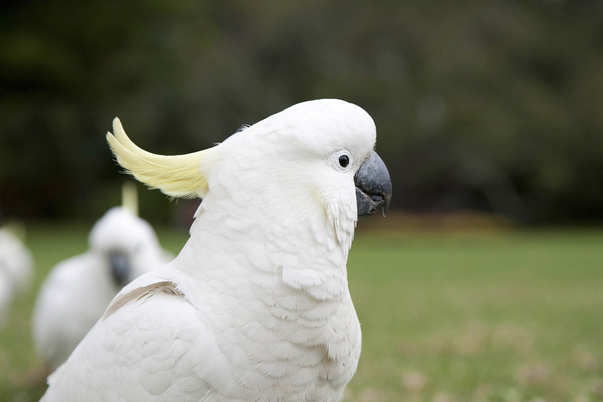 Cockatoo grazing ...