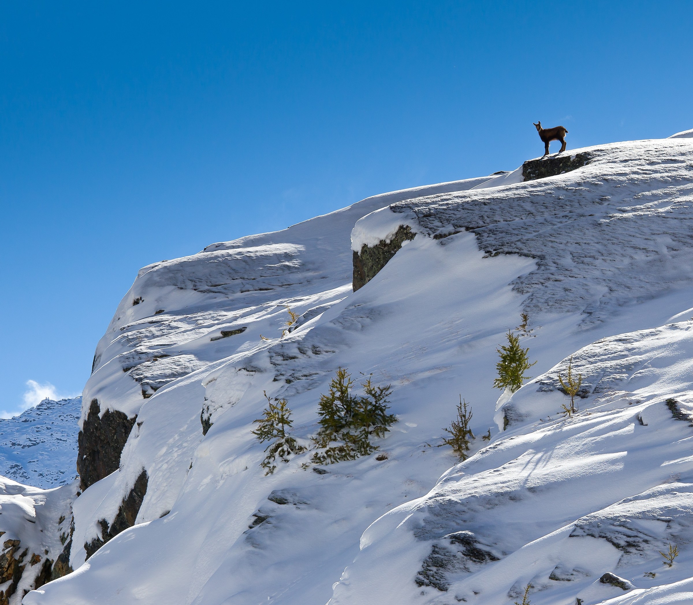 camoscetto nella prima neve