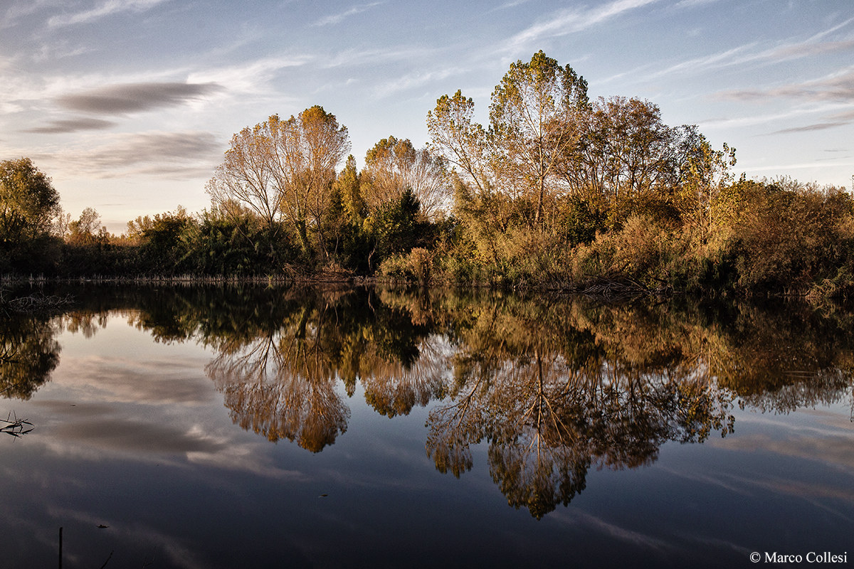 Park Of The Cormorant