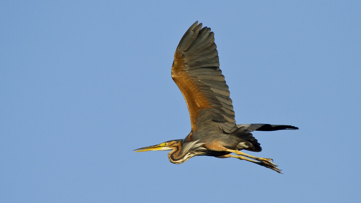 A Purple Heron in flight