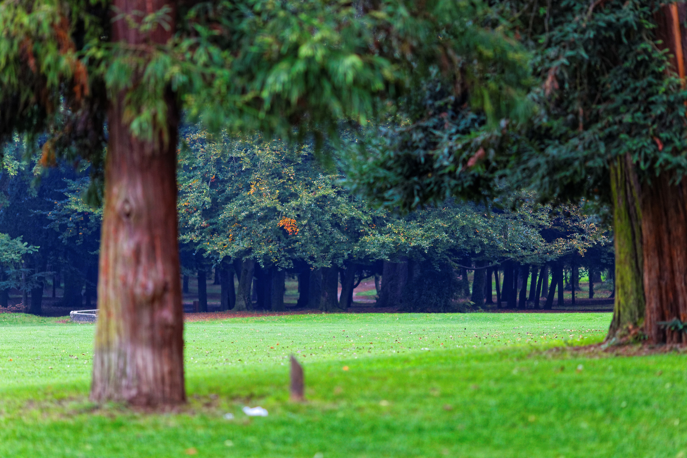 Autumn at the park of Monza 1