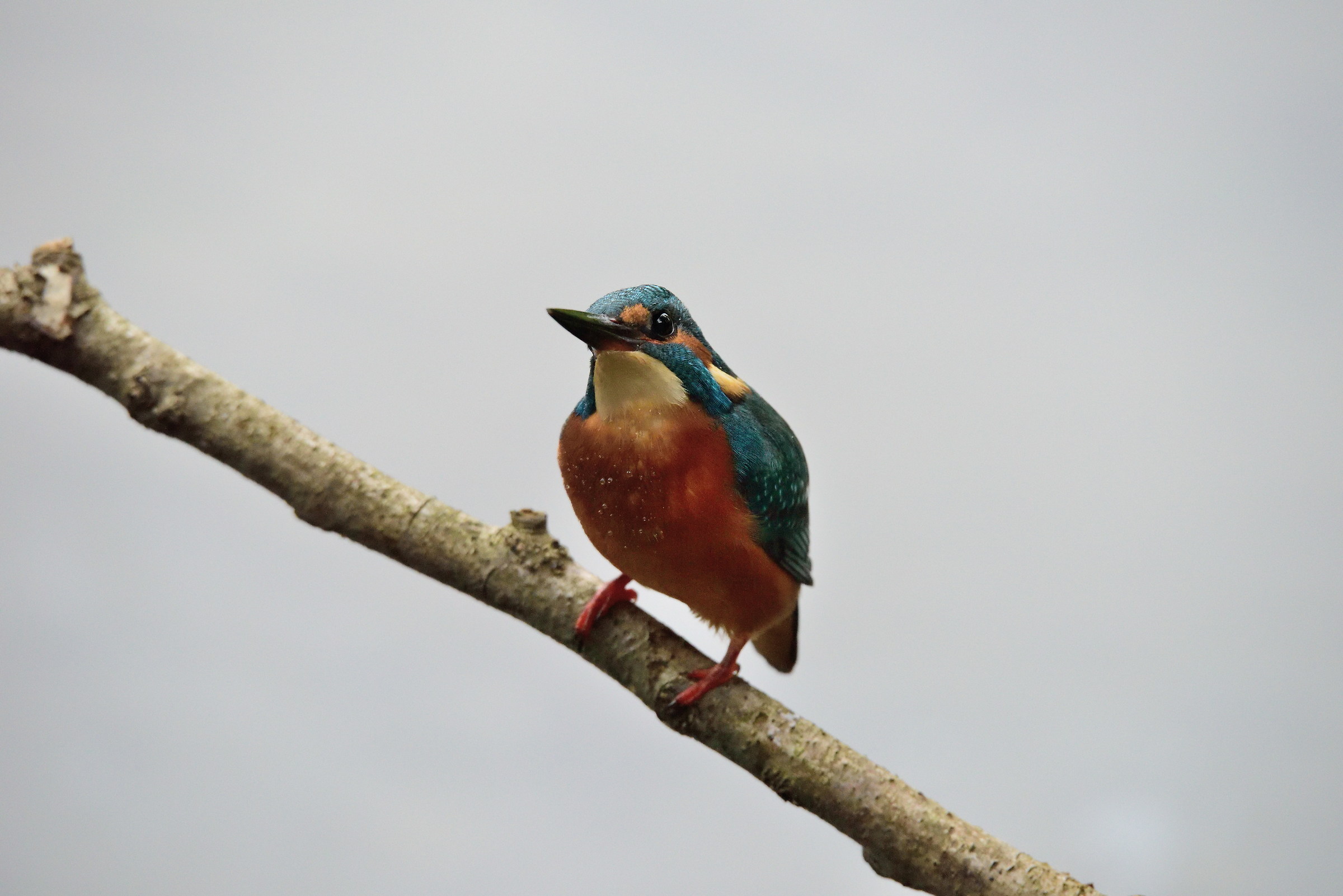 First martino with the new d810 - low light