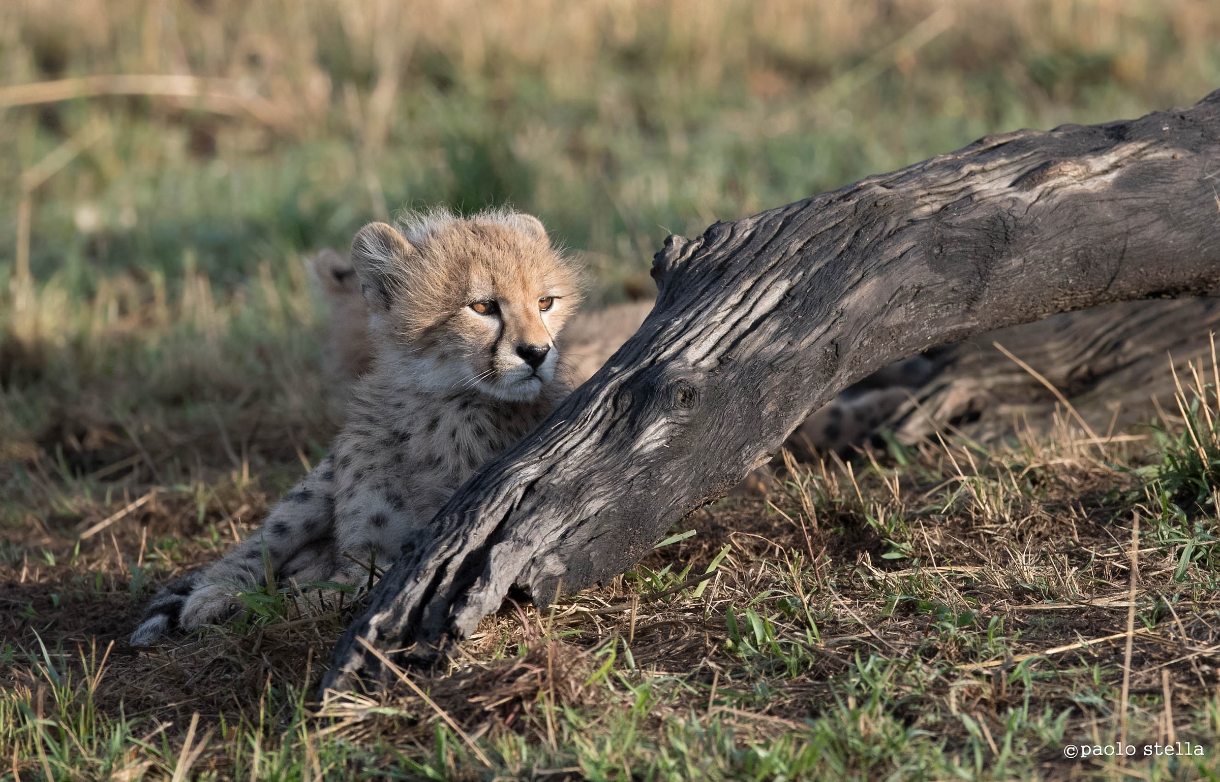 piccolo cheetah al mattino