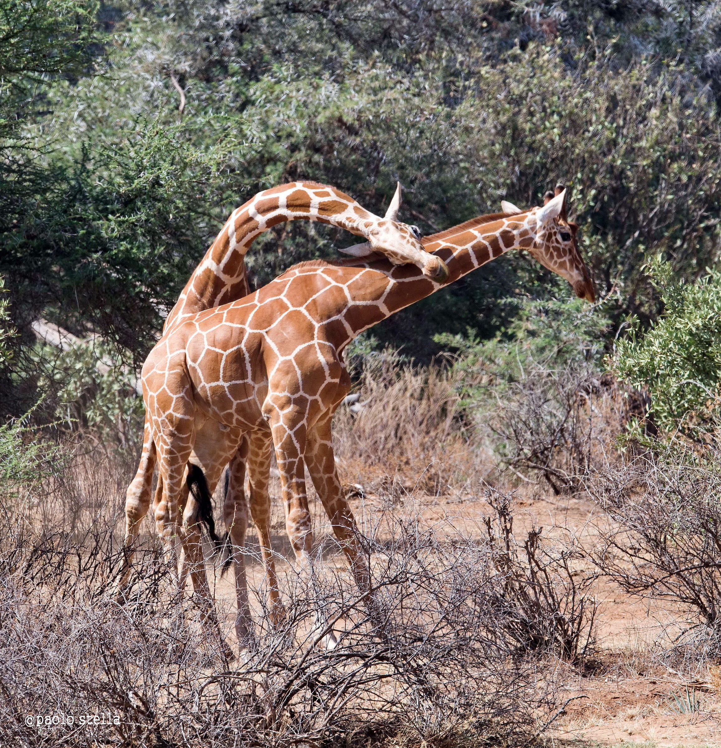 "necking" - giraffa reticulata - 1