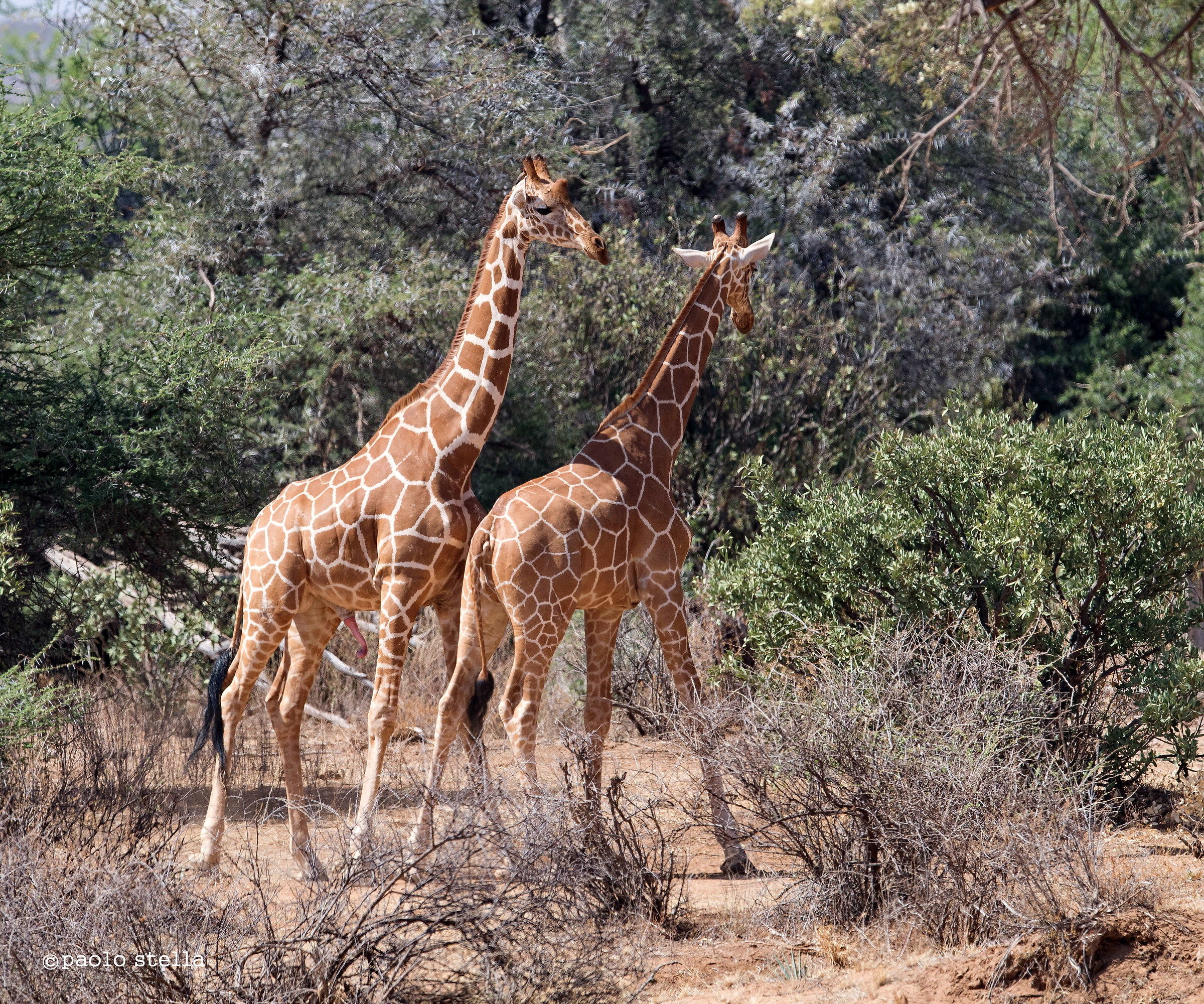 "necking" - giraffa reticulata - 3