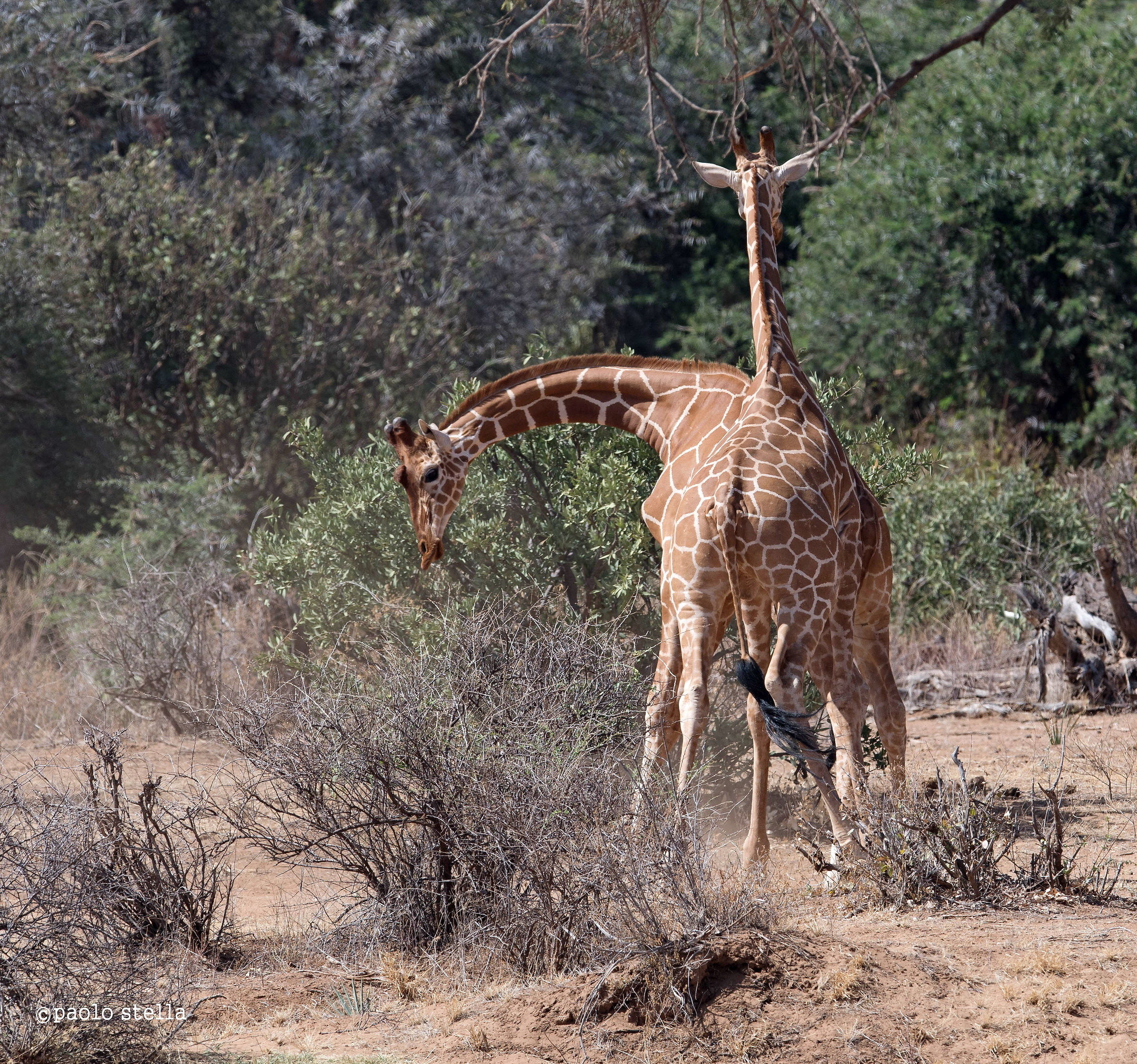"necking" - giraffa reticulata - 4