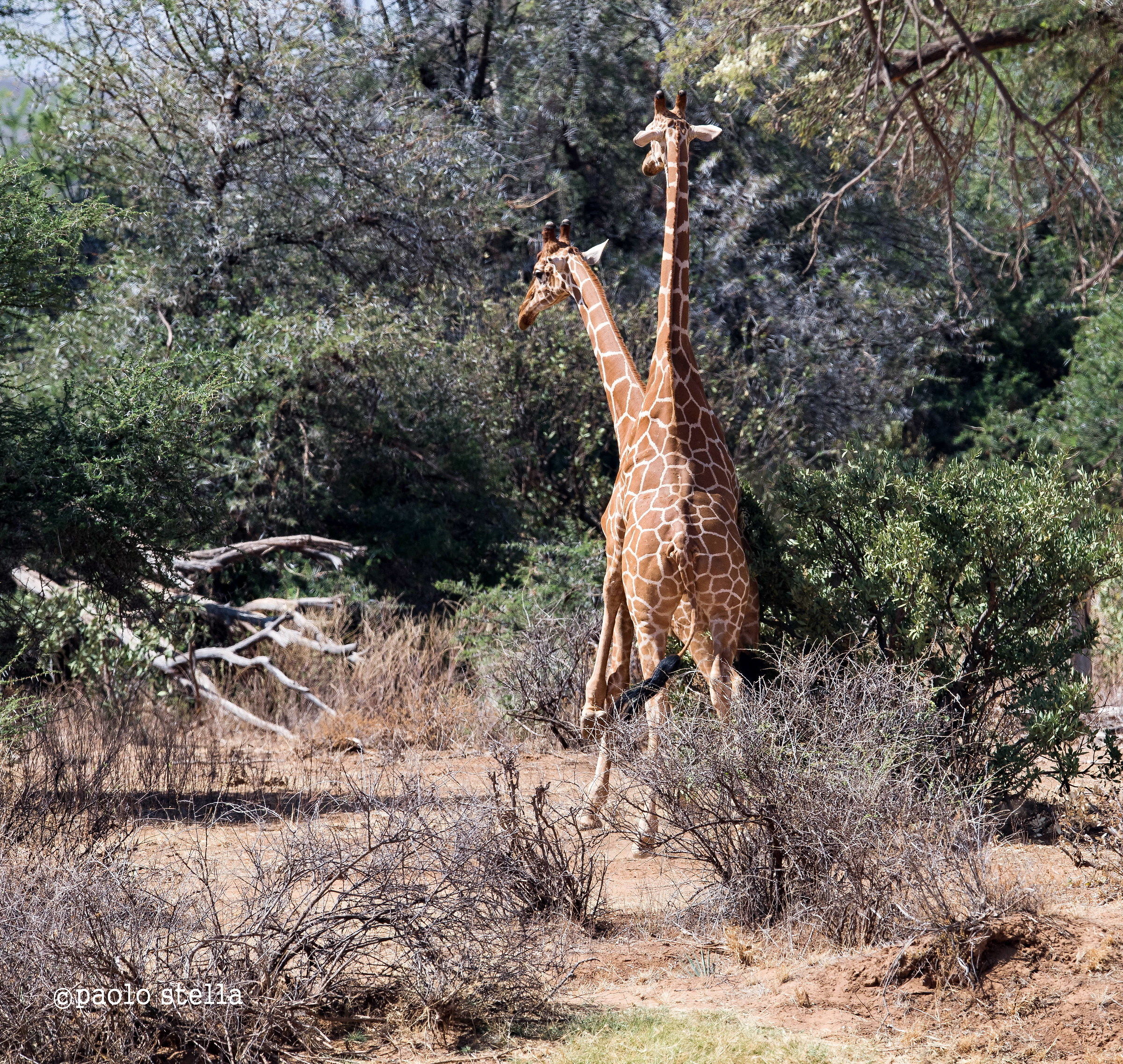 "necking" - giraffa reticulata - 5