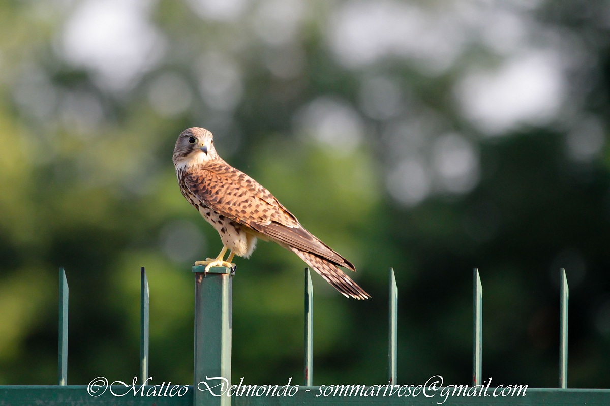 Kestrel