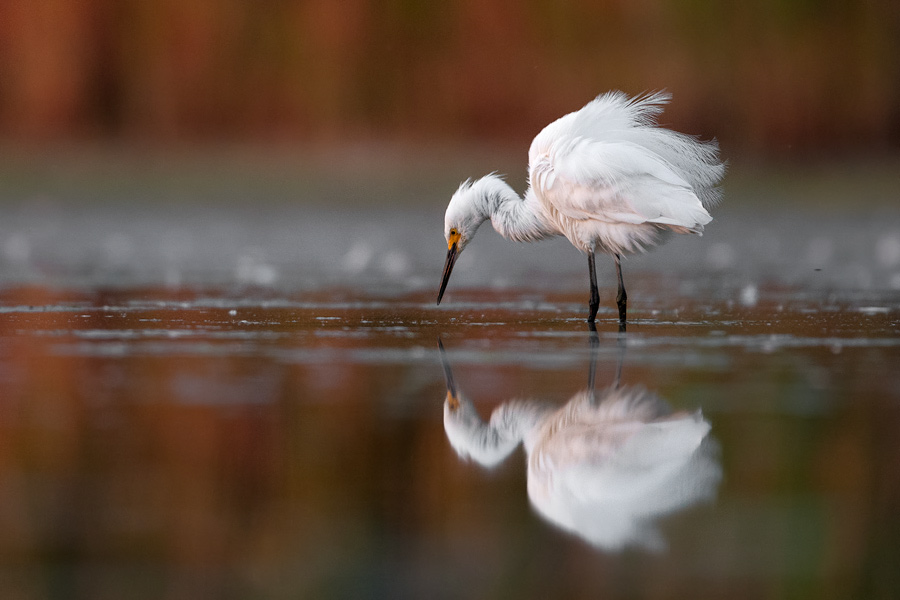Snowy Egret