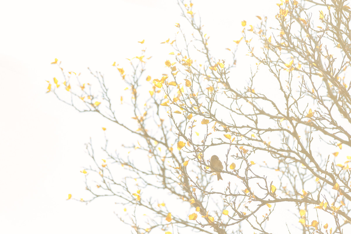 Timid Norwegian Mornings