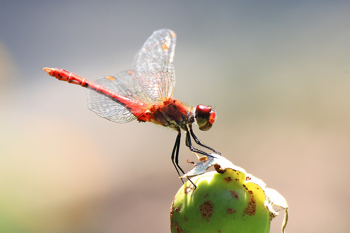 Dragonfly