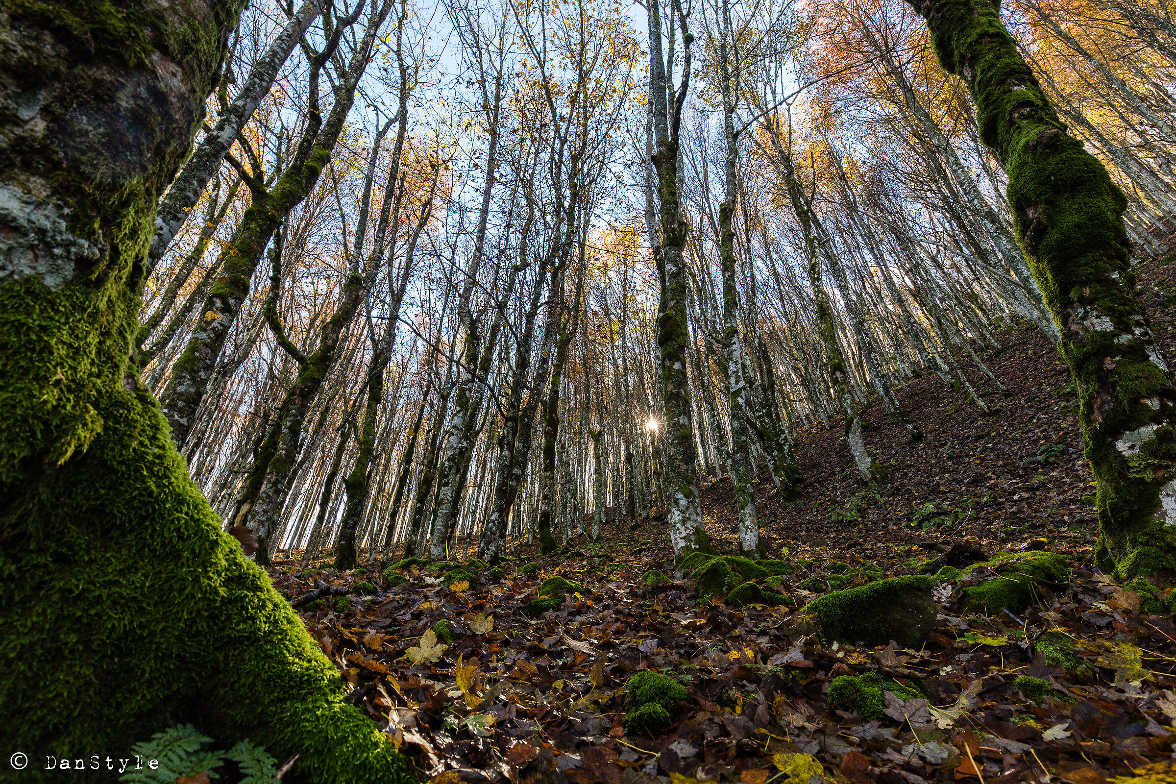 tra faggi e pietre...