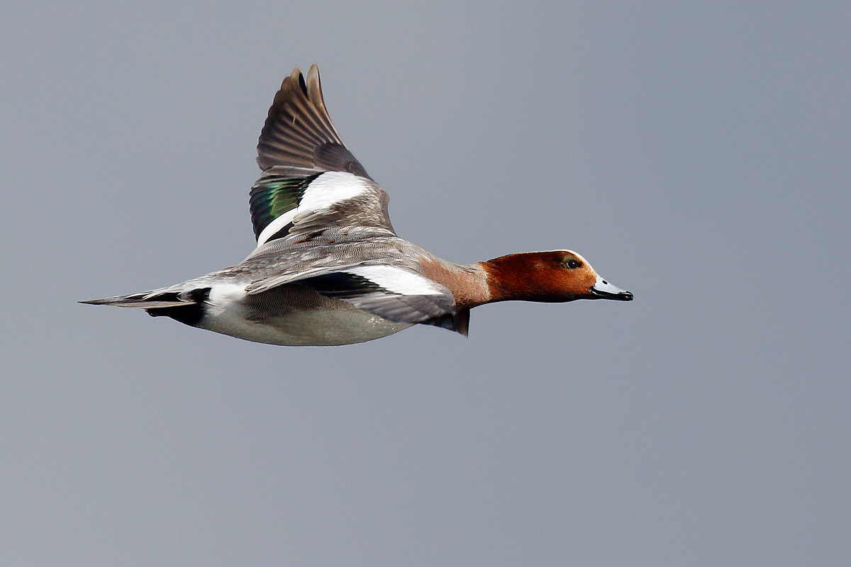 widgeon