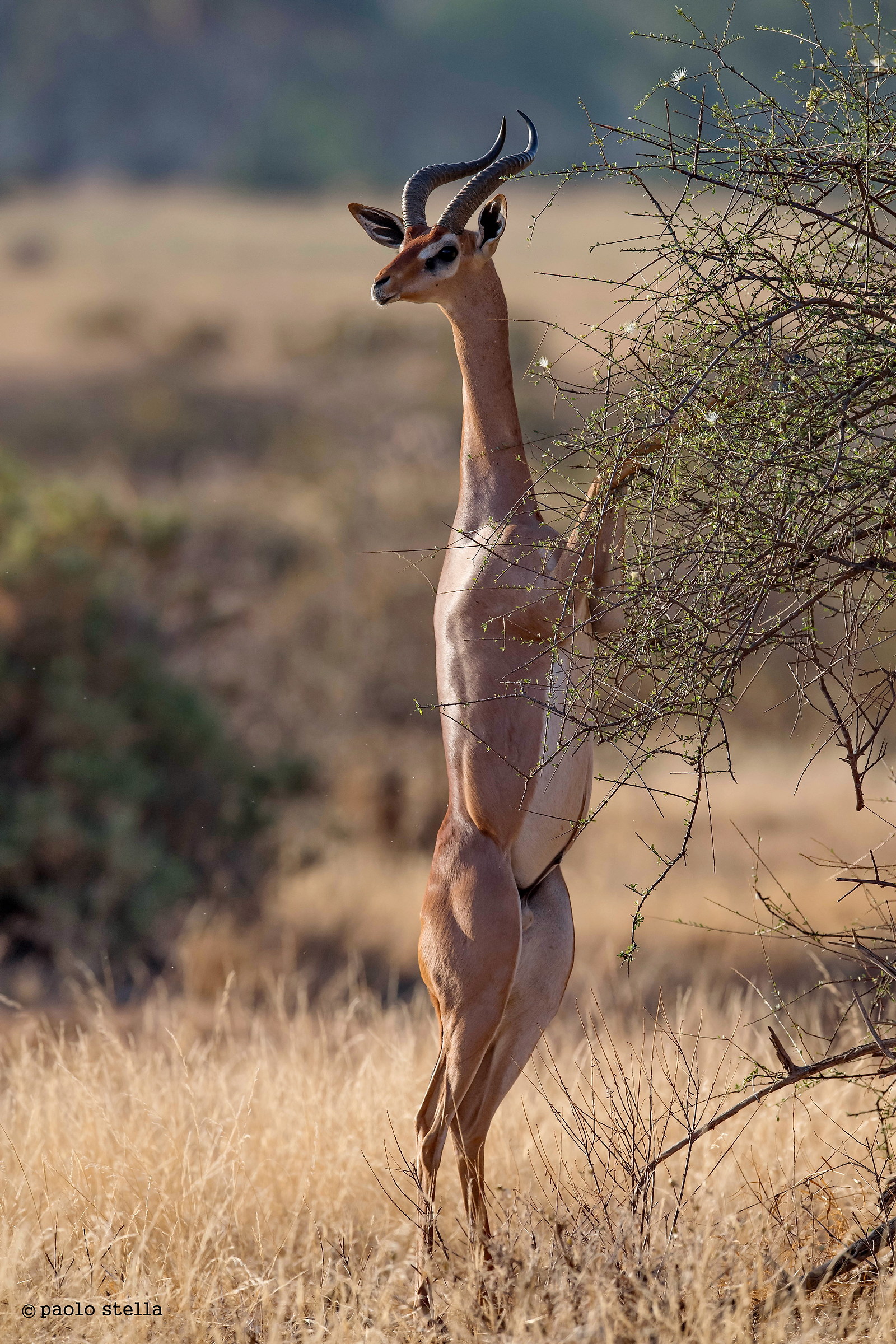gerenuk maschio