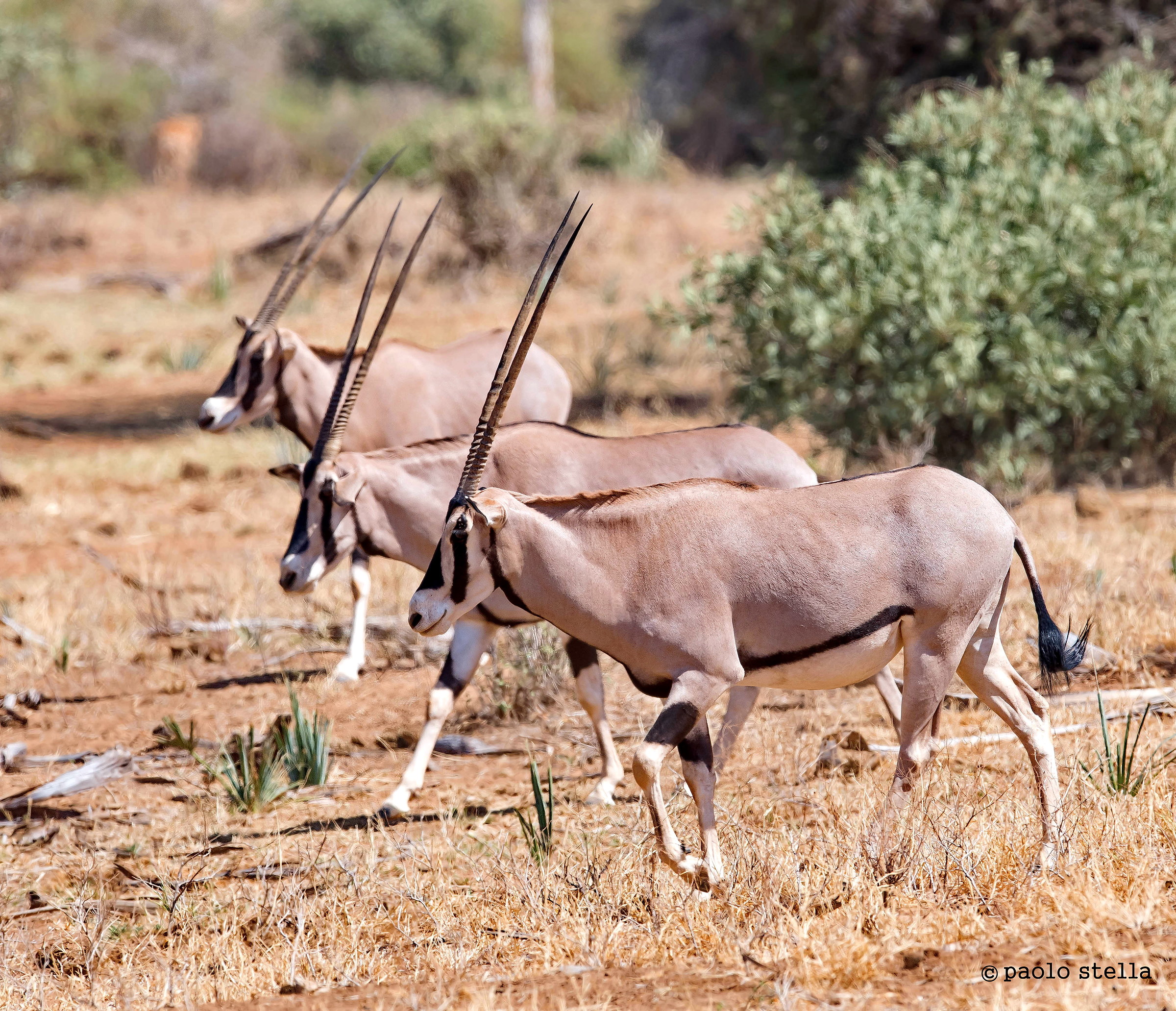 le corna degli orici