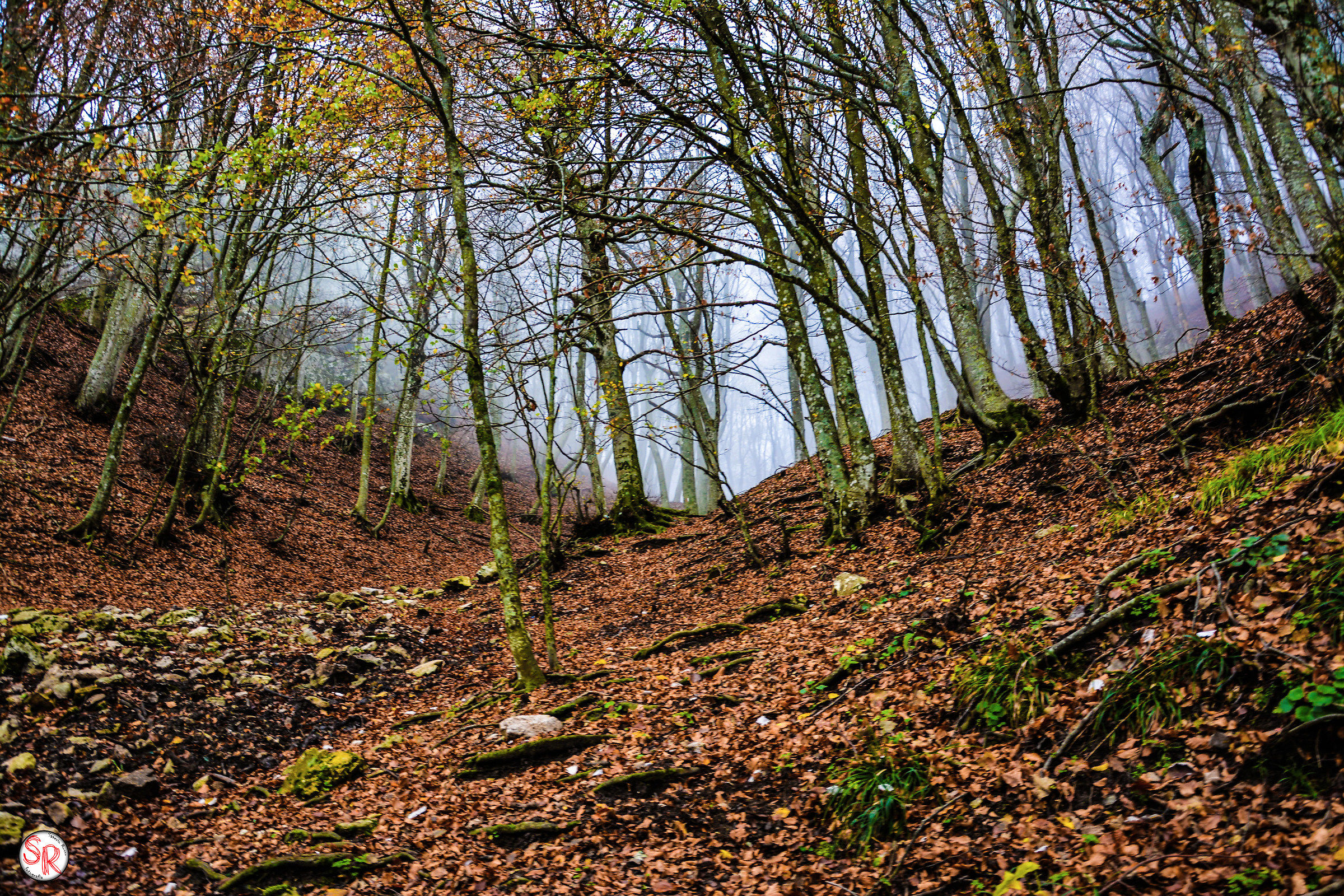 bosco d'autunno