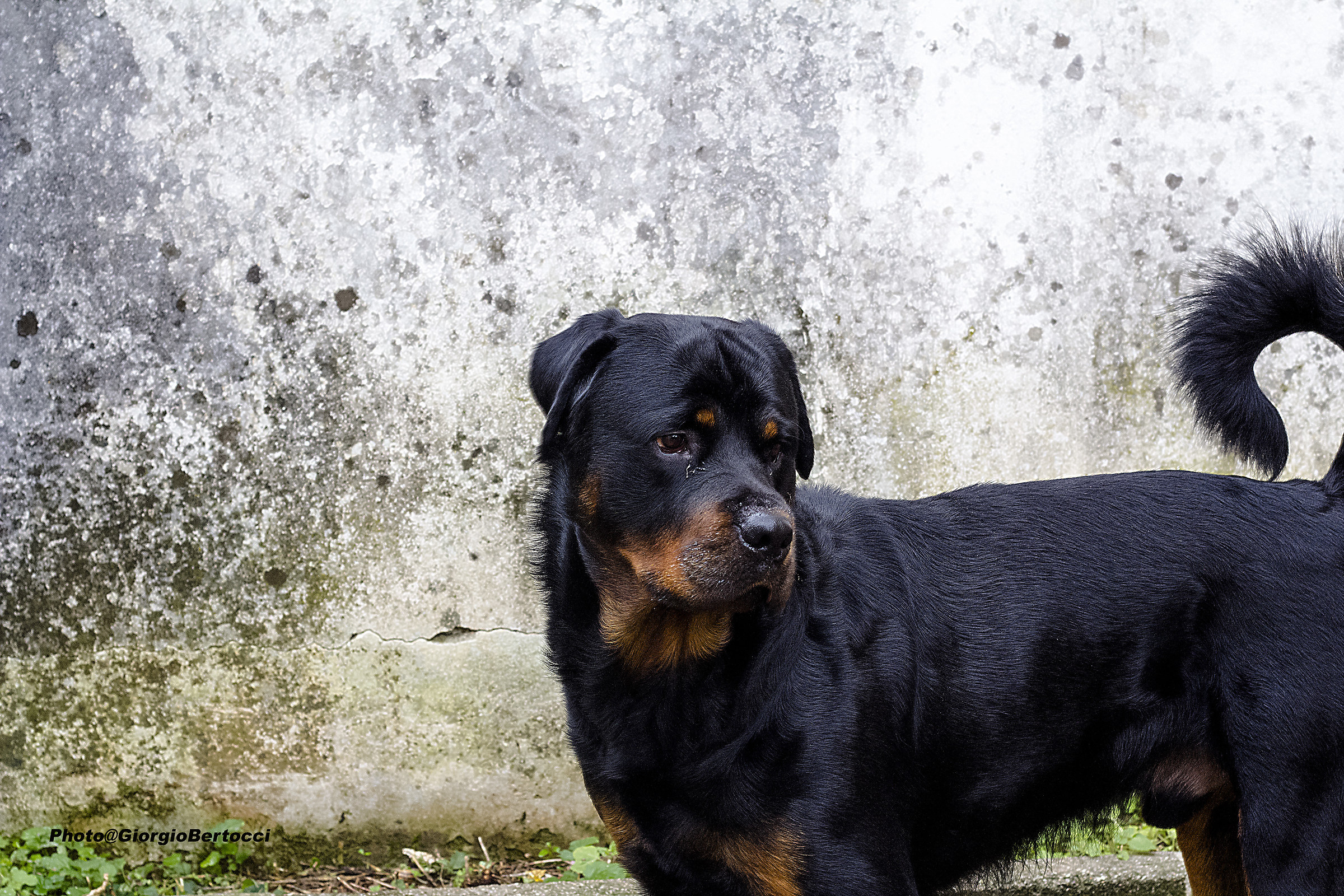 Zeus pensava cosa fare