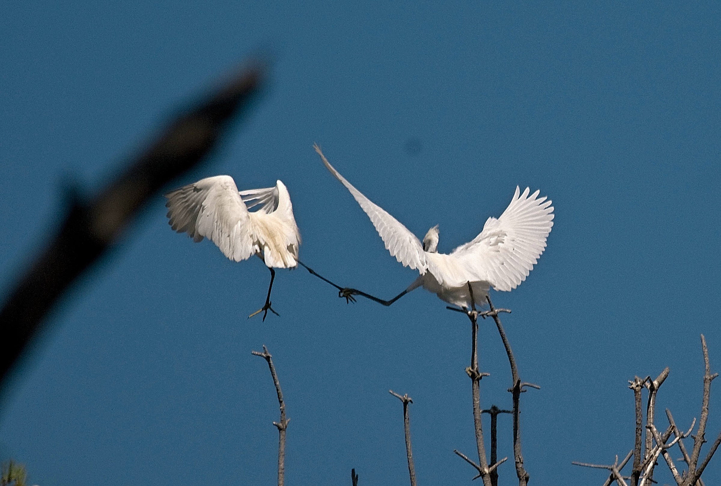 Egrets - A curious photo