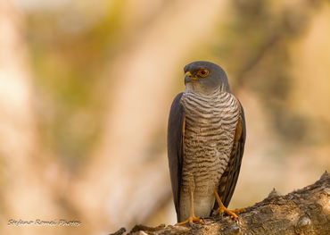 Accipiter badius