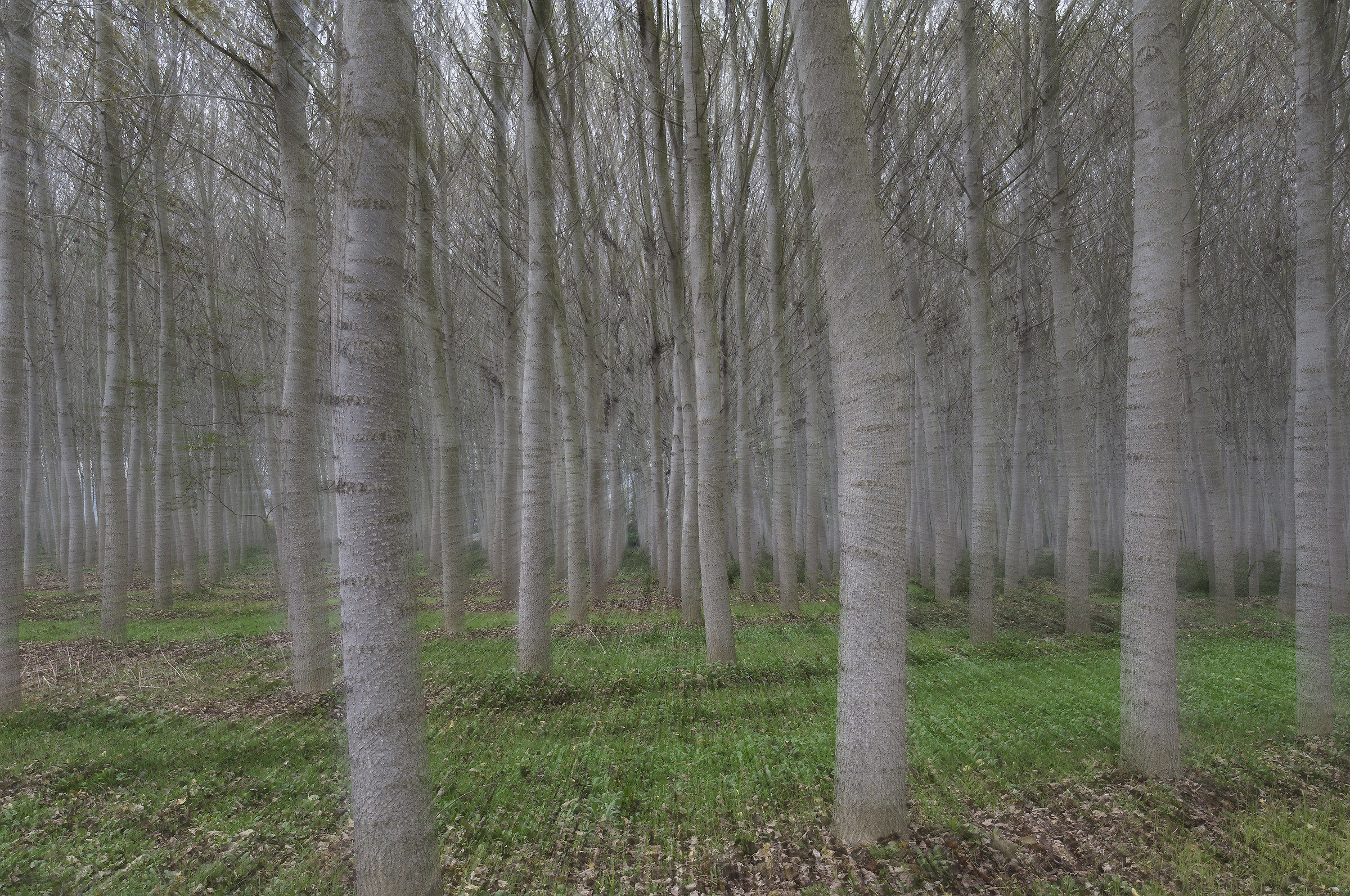 Faggeta in movimento