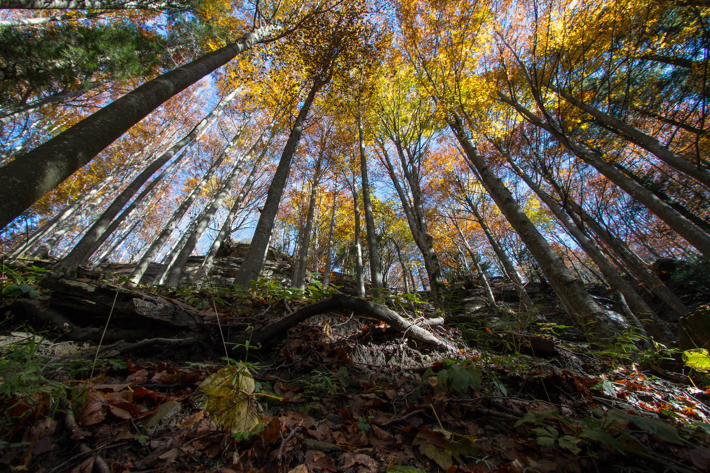i grattacieli del bosco