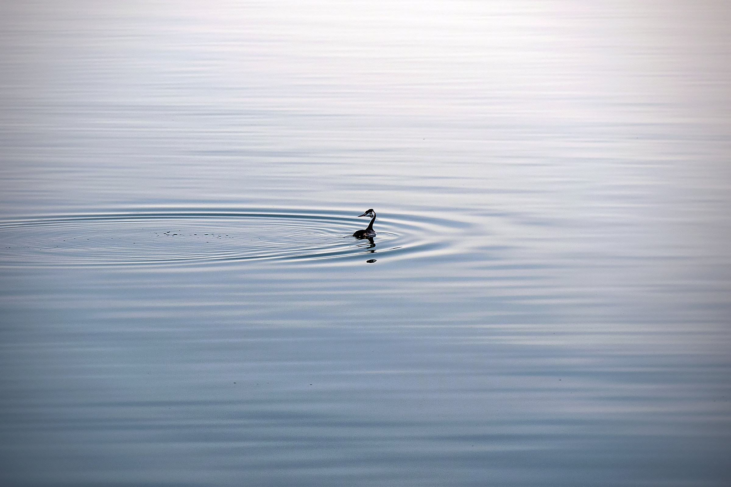 Grebe in blue