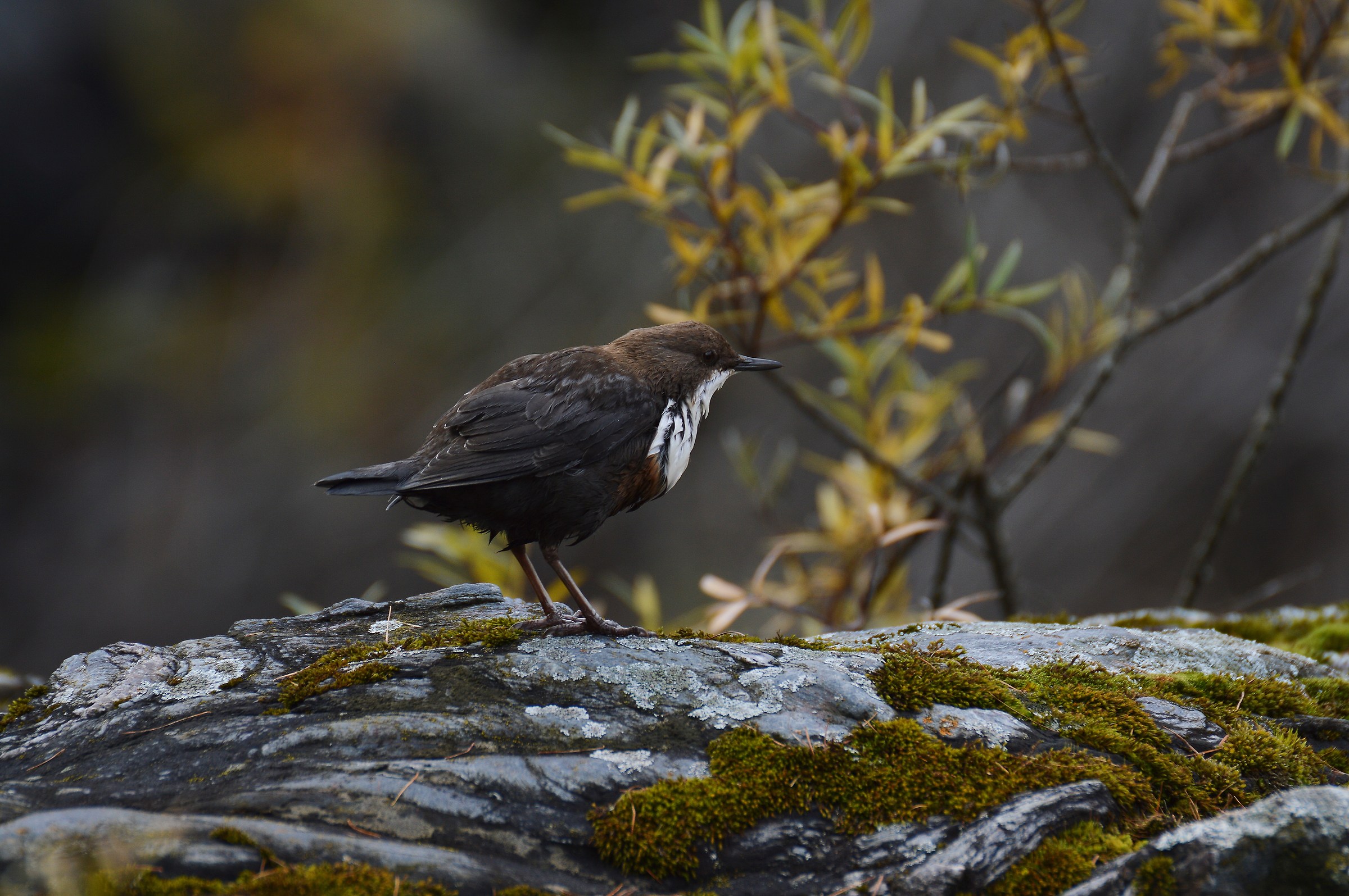 mai visto un merlo d'acqua così bagnato