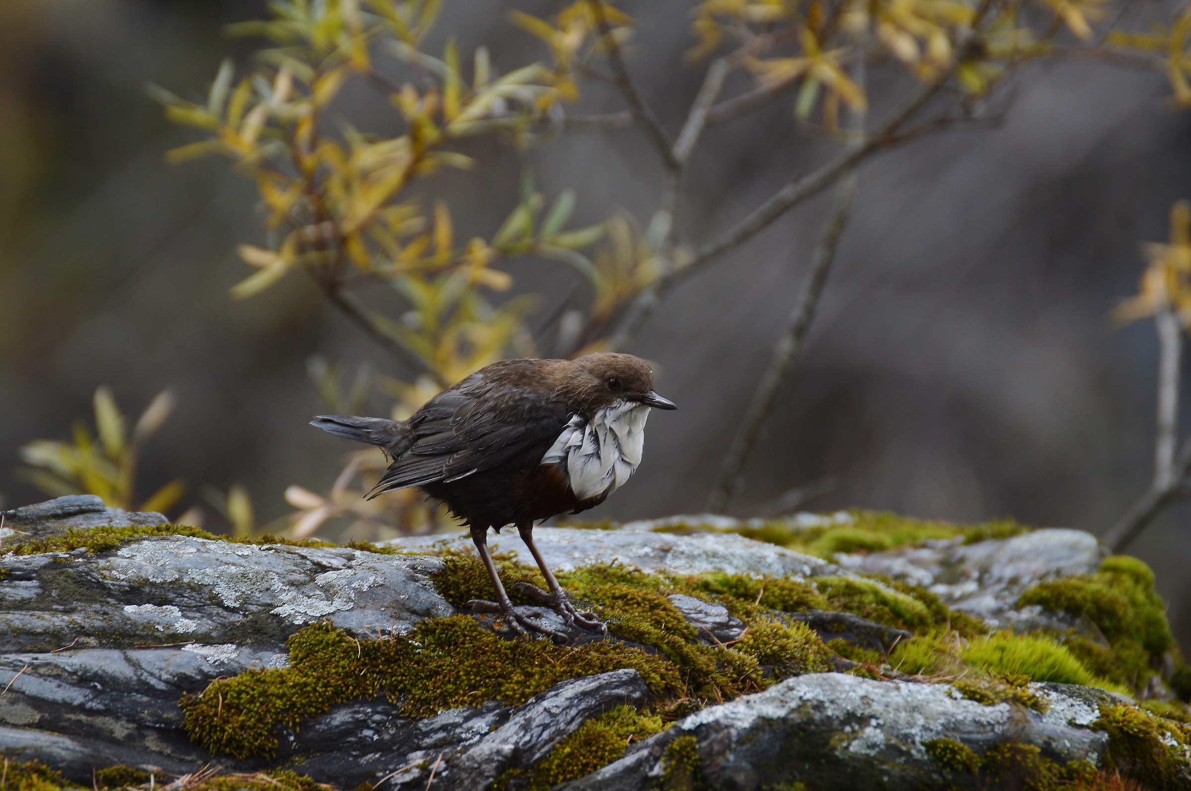 never seen a water blackbird so wet 2