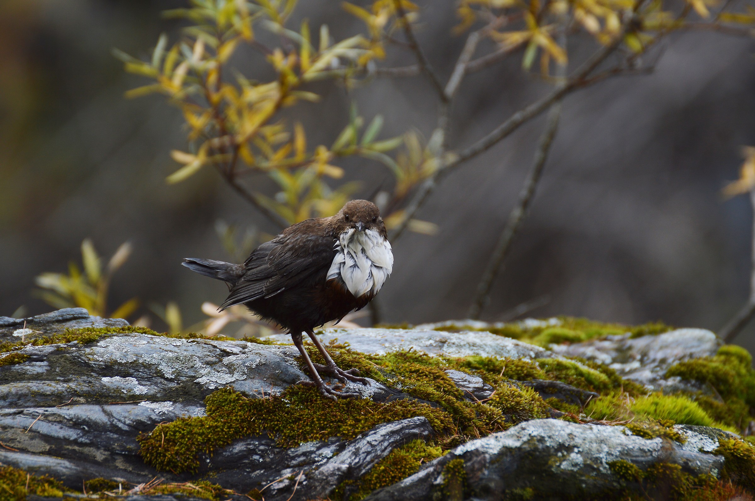 mai visto un merlo d'acqua così bagnato 3