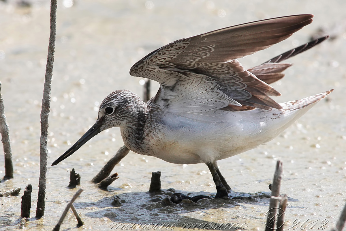 pantana (Tringa nebularia)