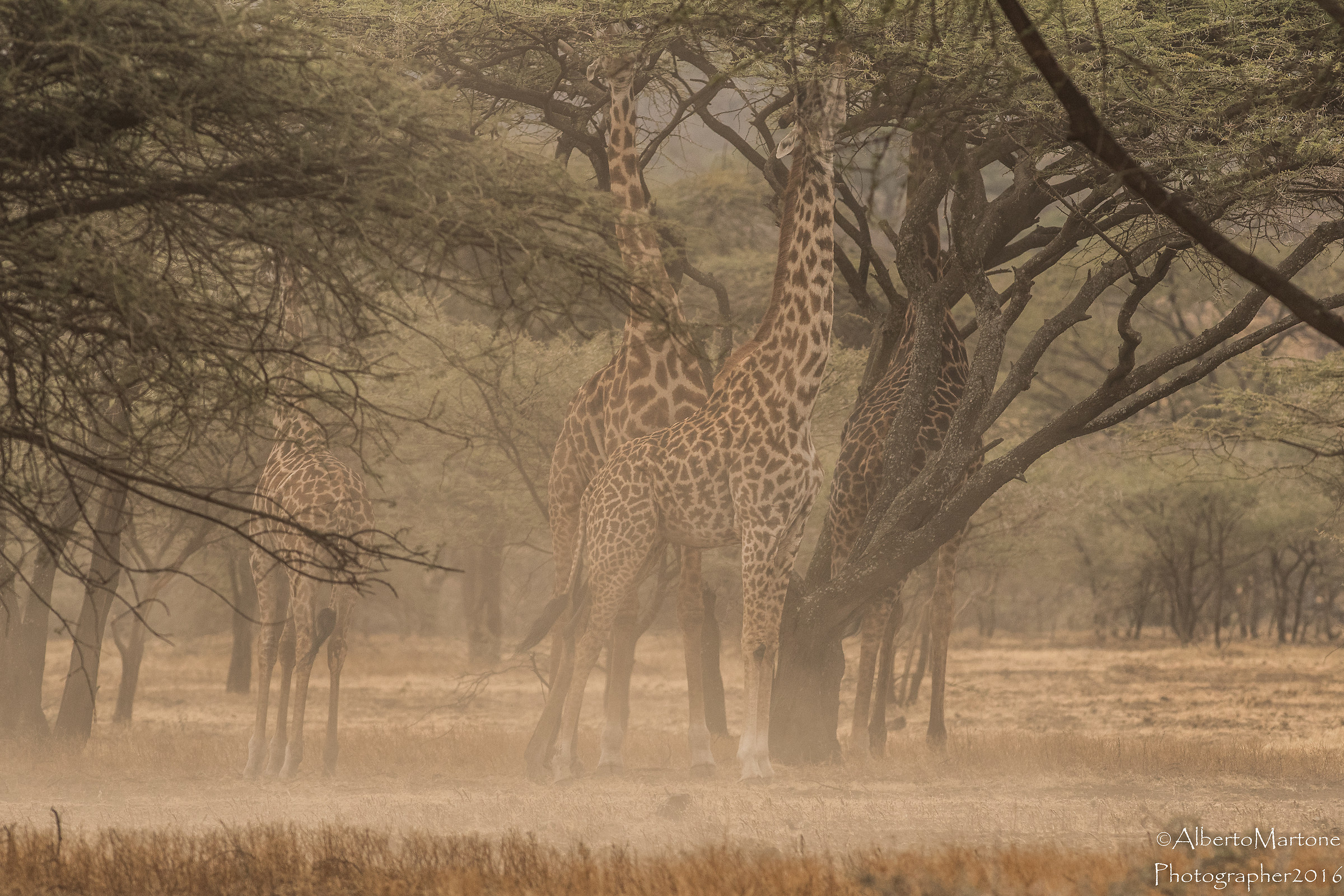 Wind and dust among the giraffes