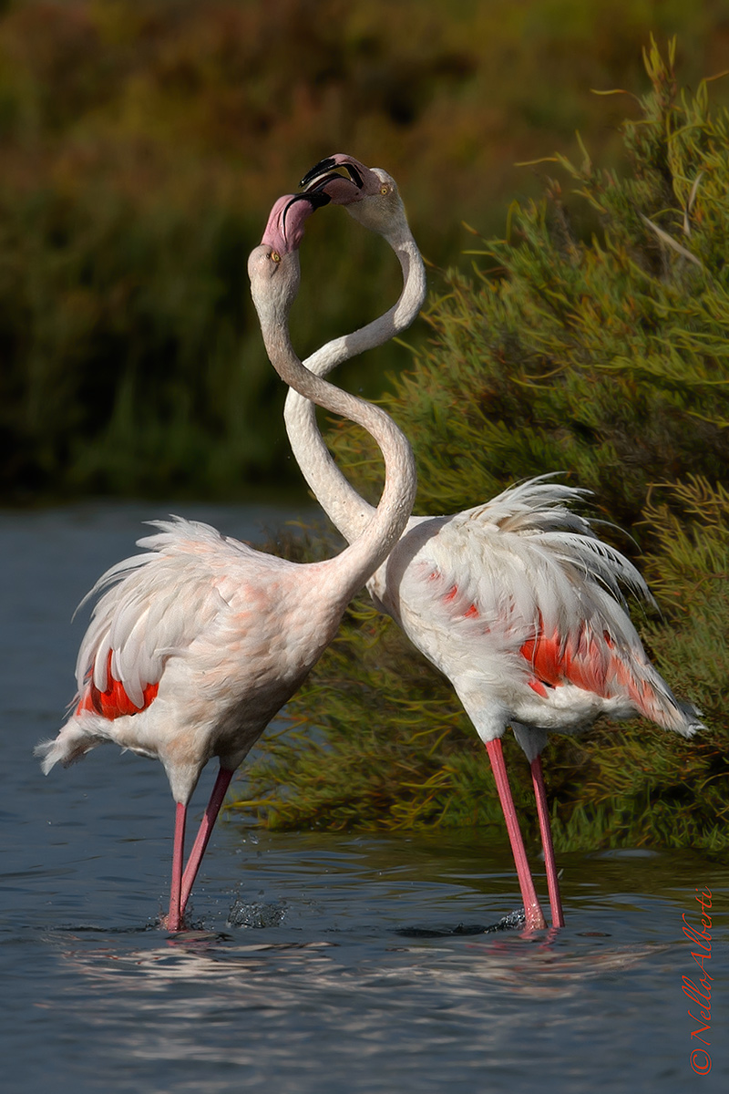 Pink flamingos showdowns!