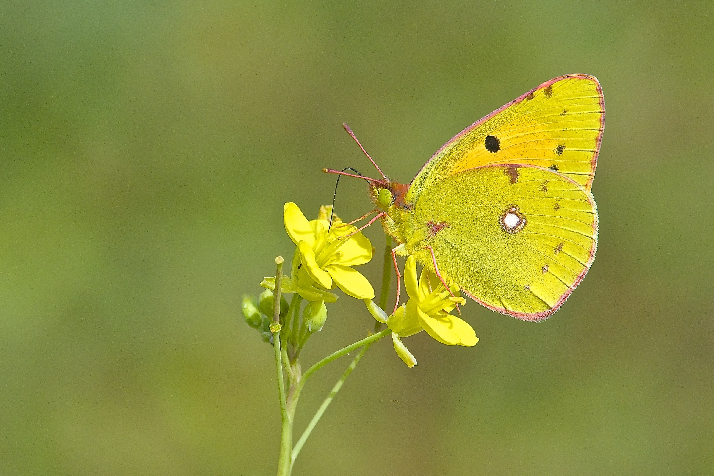 Colias crocea