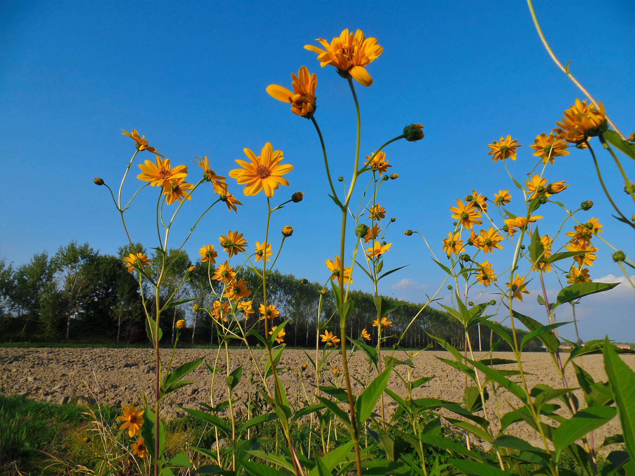 Jerusalem artichokes