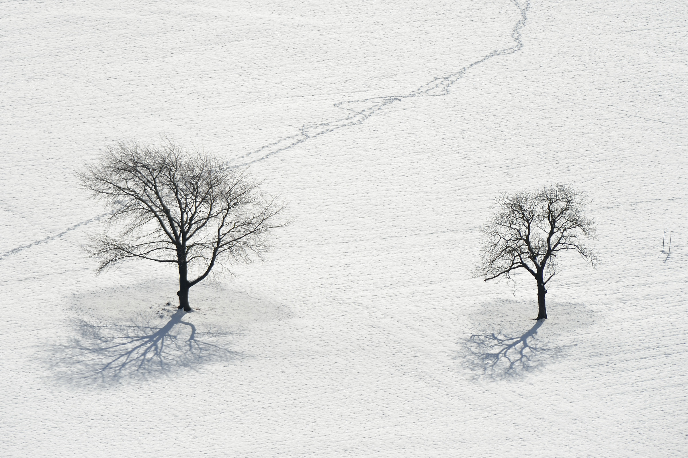 Tracce nella neve