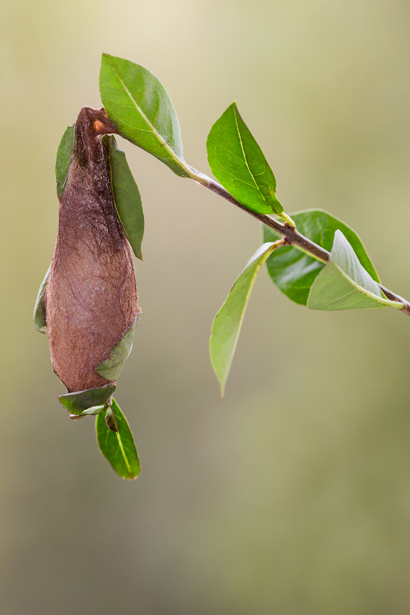 Cobra moth (Attacus atlas) - cocoon