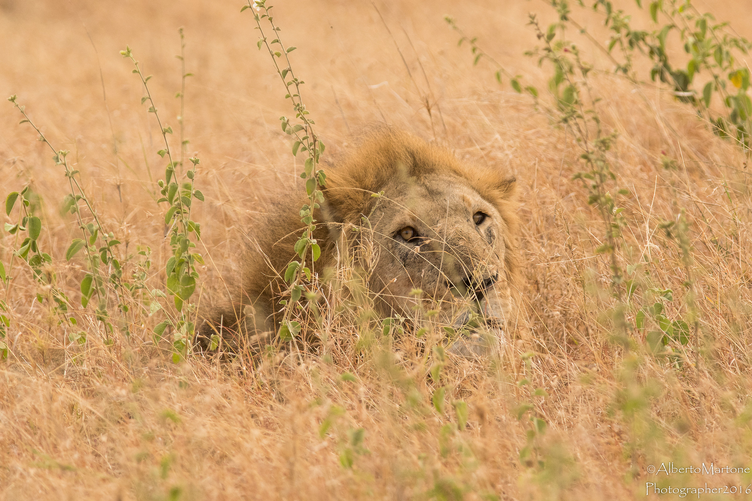 tall grass 3 Warning
