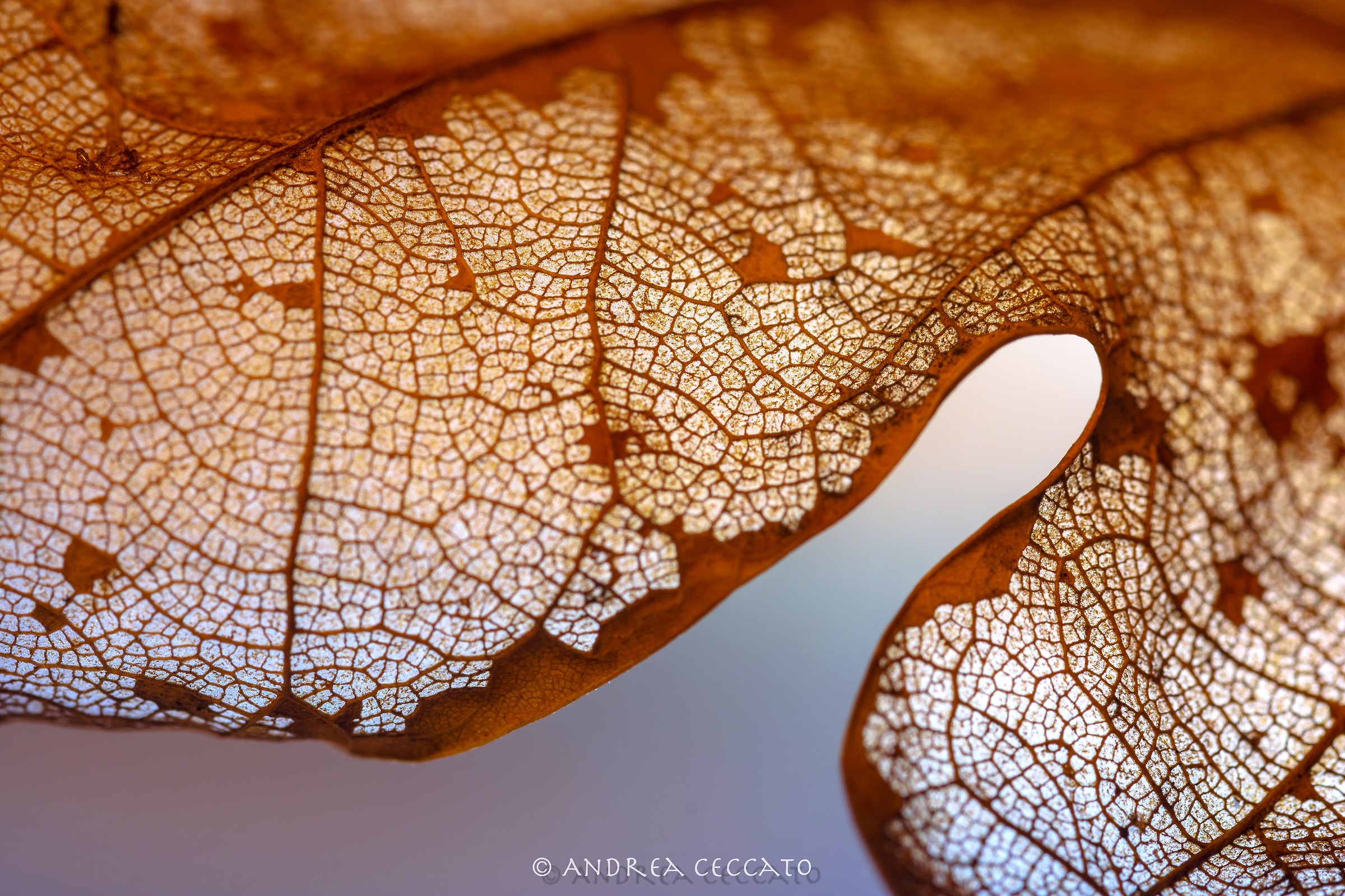 Map of an oak leaf