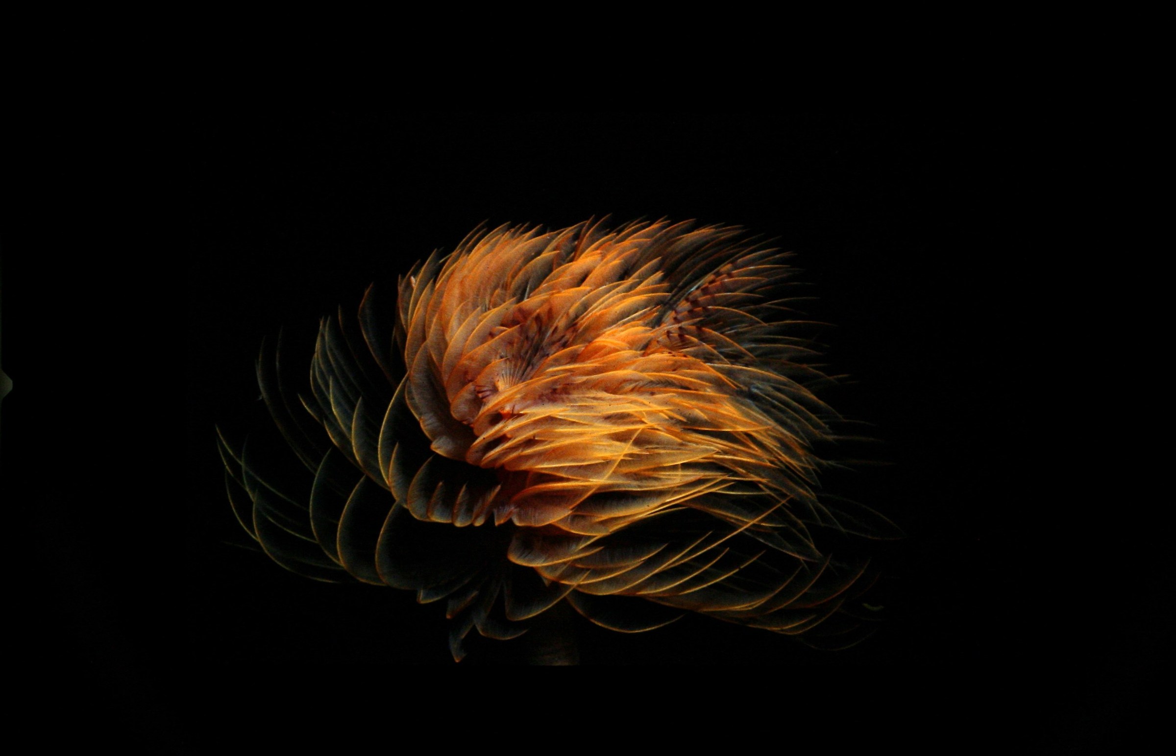 Spirographs Spallanzani 1980 slide