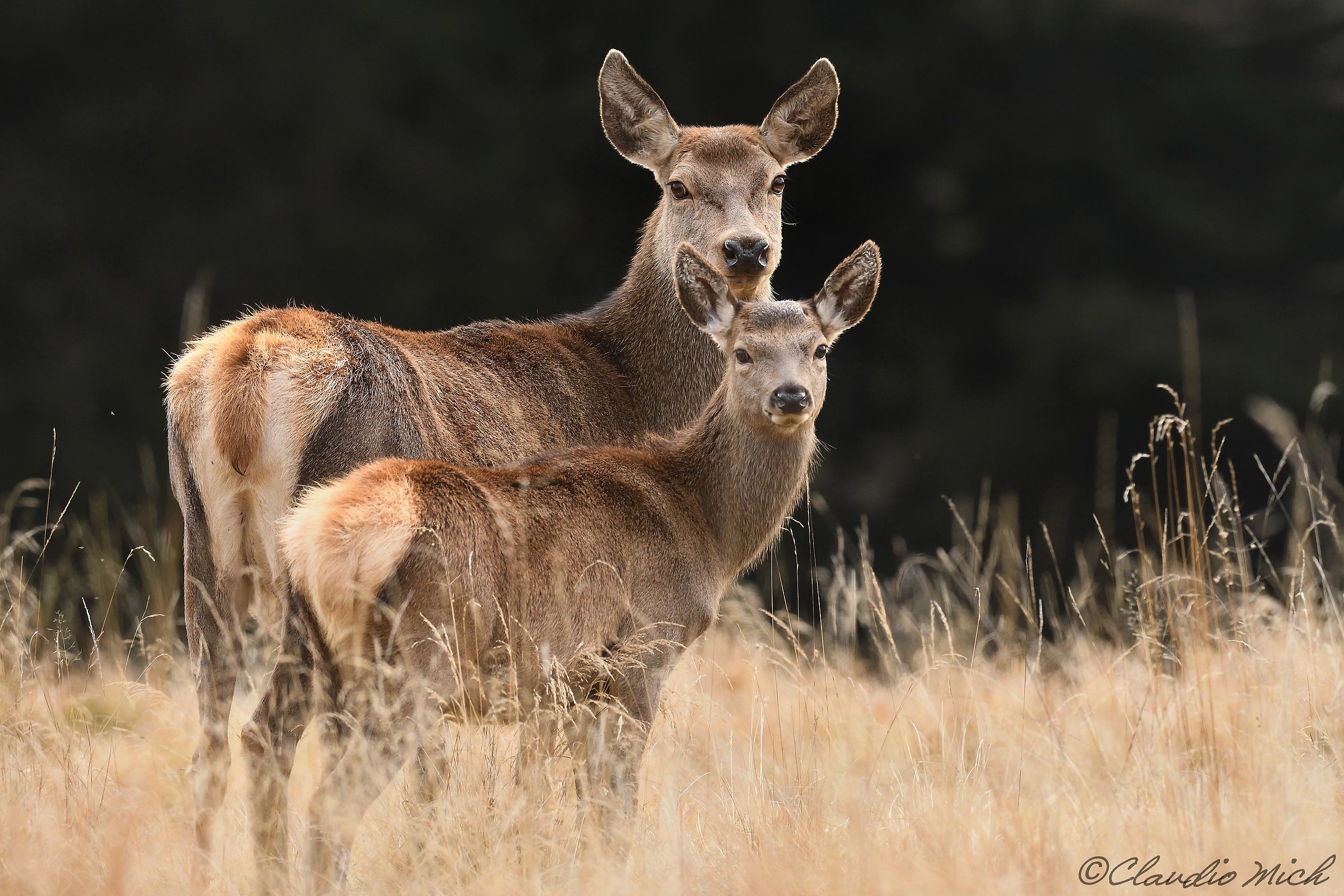 female with small deer