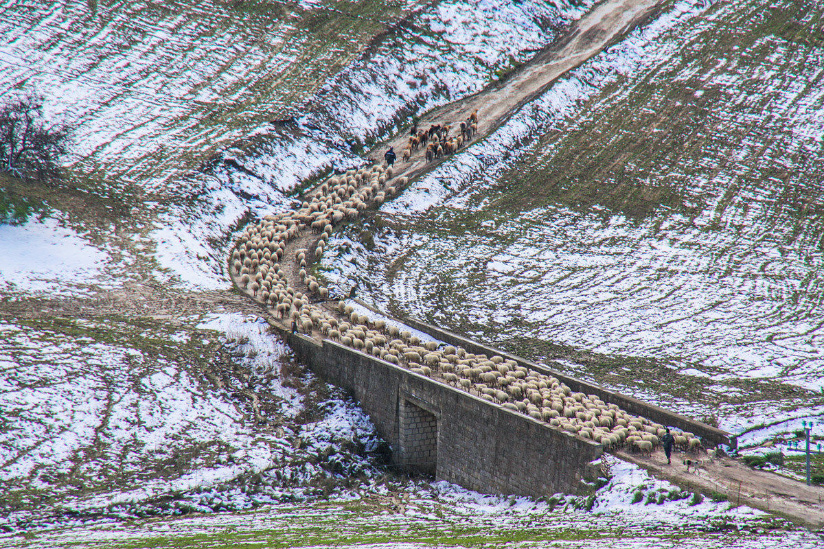 THE great exodus to the fold. Alimena (Sicily)