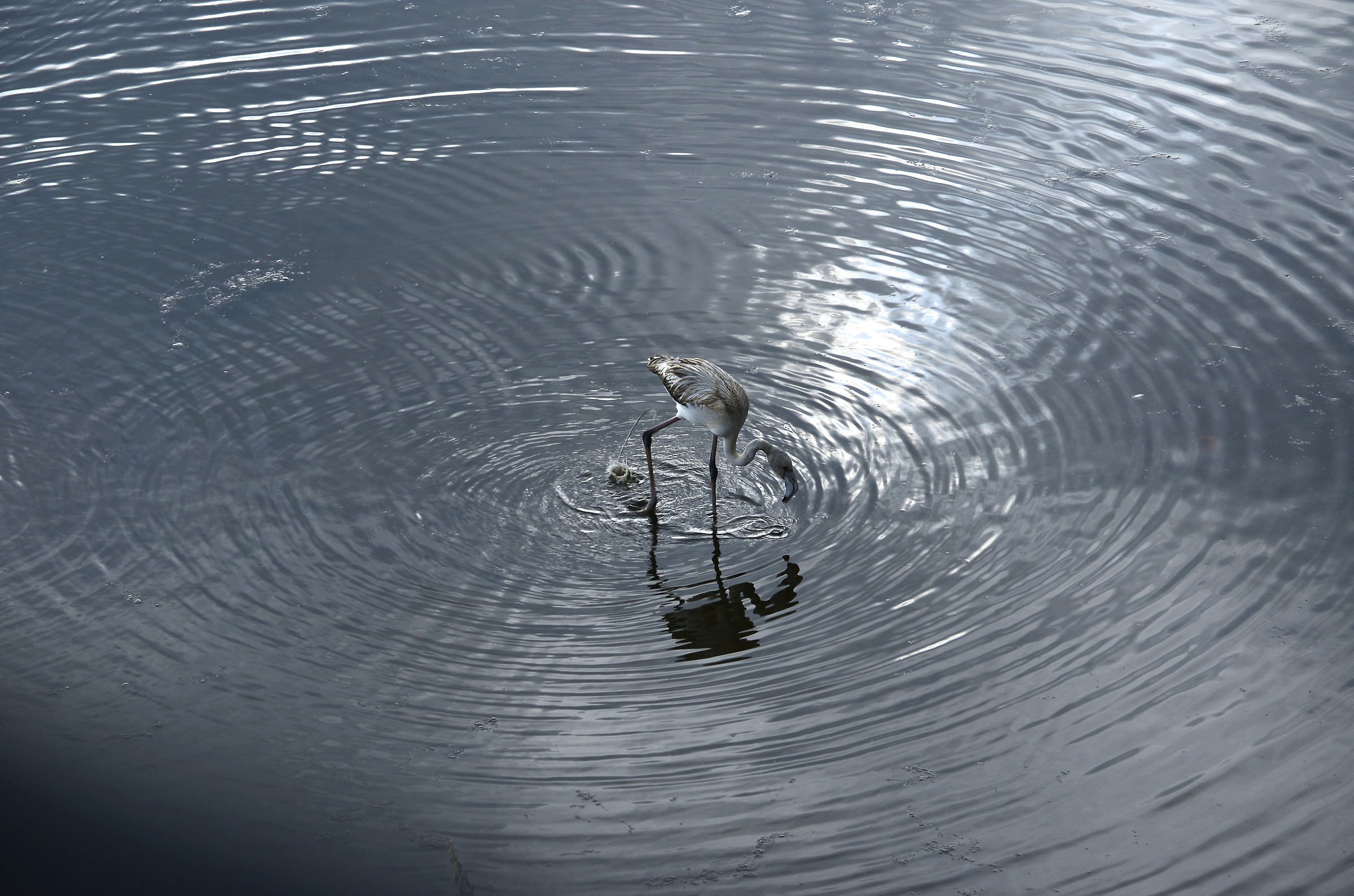 Riflessi in un giorno grigio