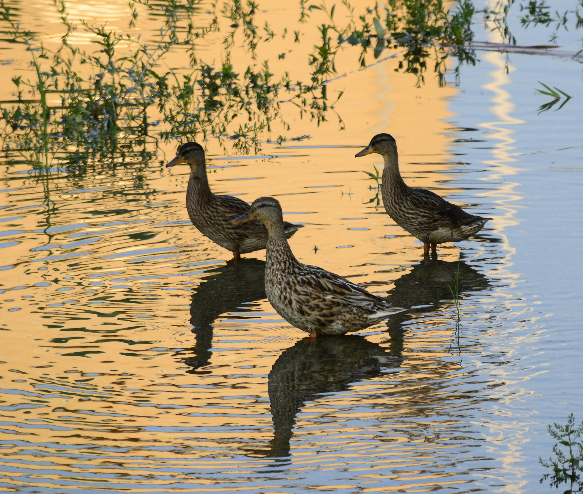 A caccia nel laghetto