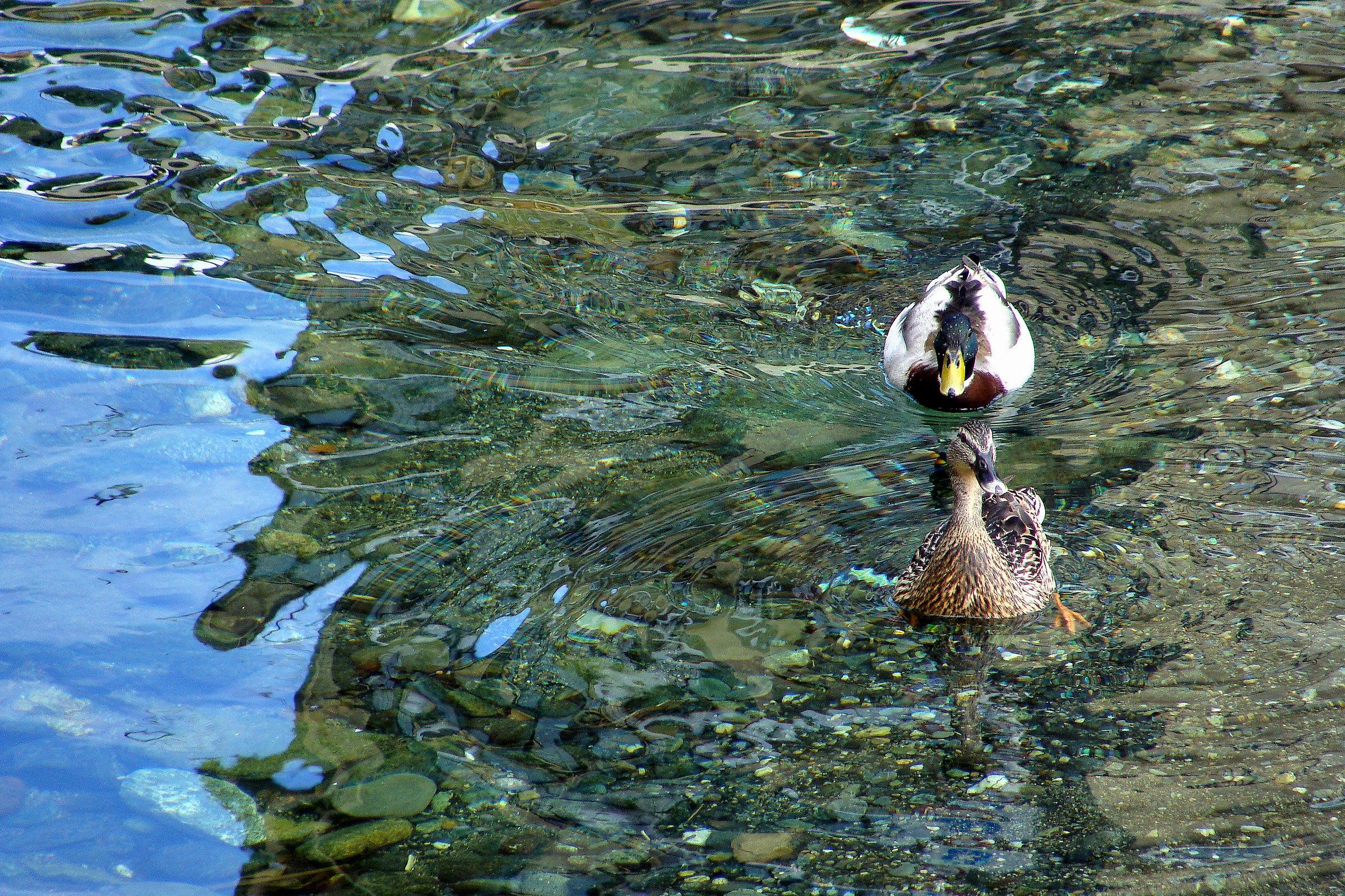 Acque limpide e pescose