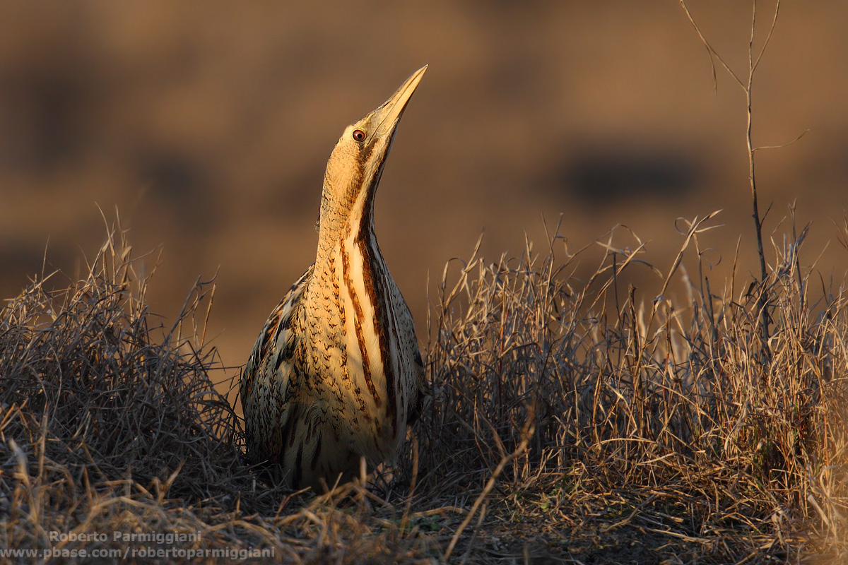 Tramonro with tearabuso