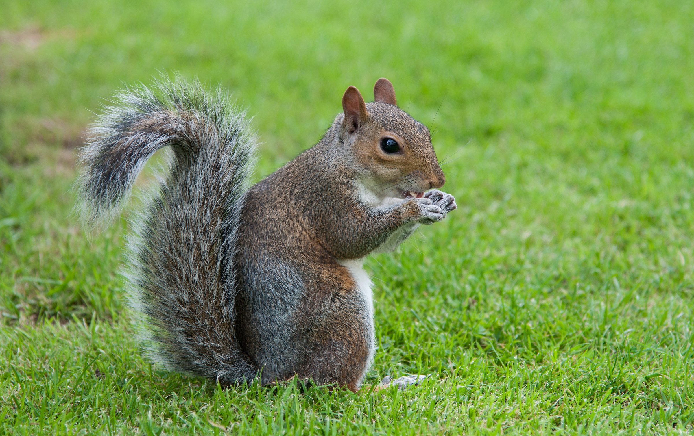 London squirrel
