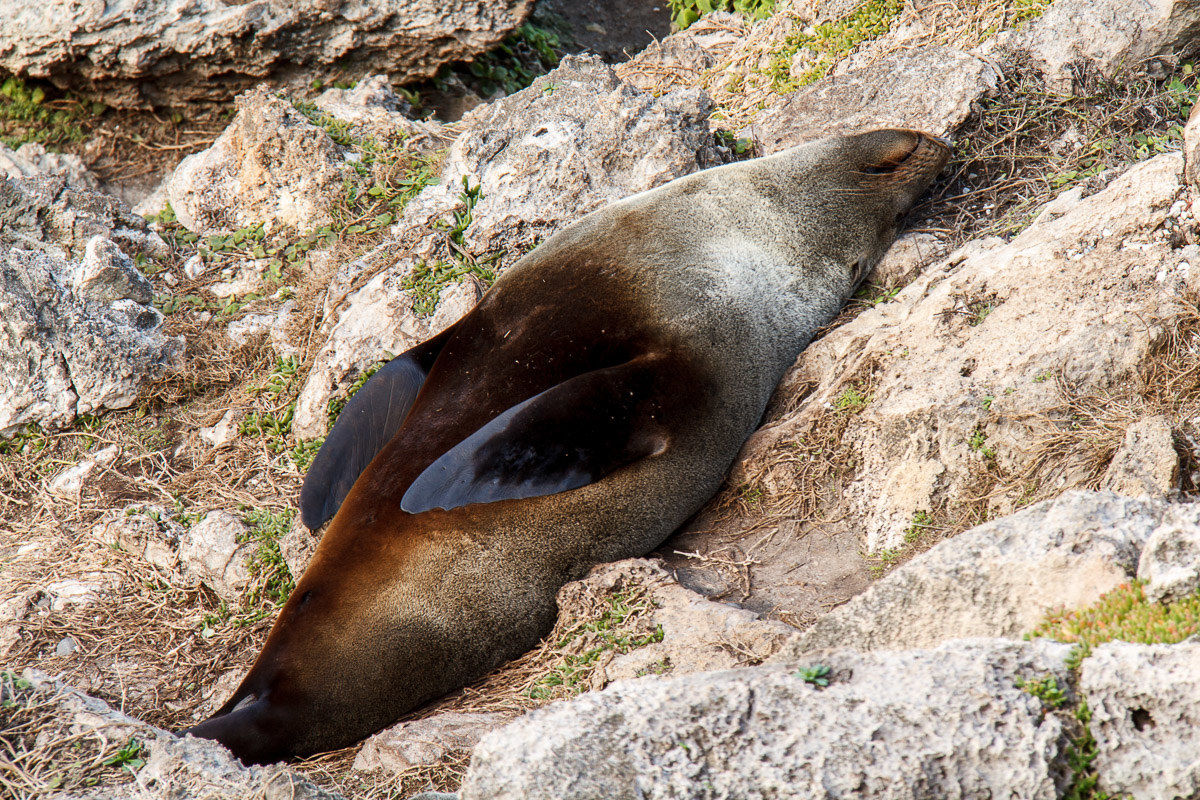 Kangaroo Island - Foca