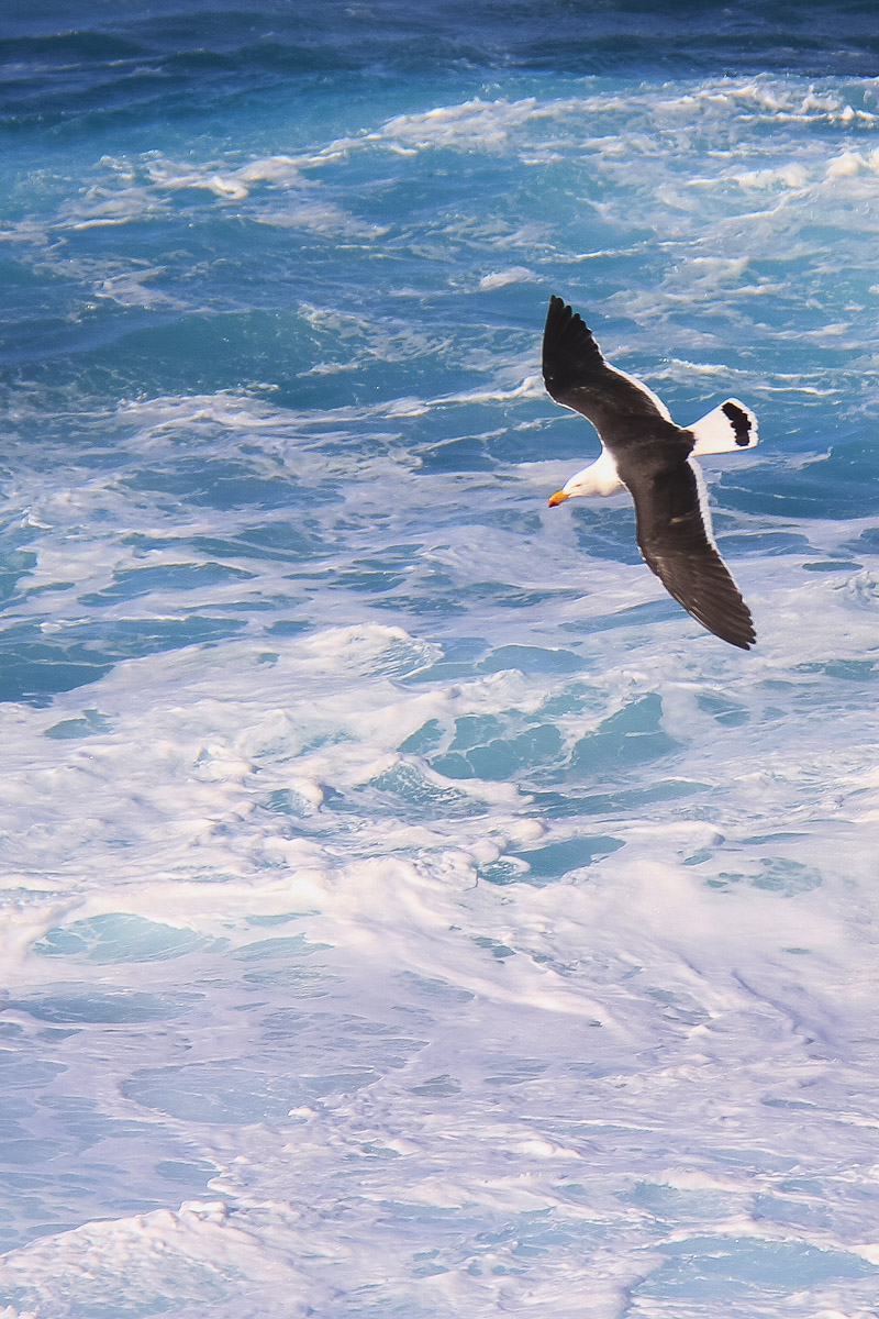 Gabbiano, Kangaroo Island