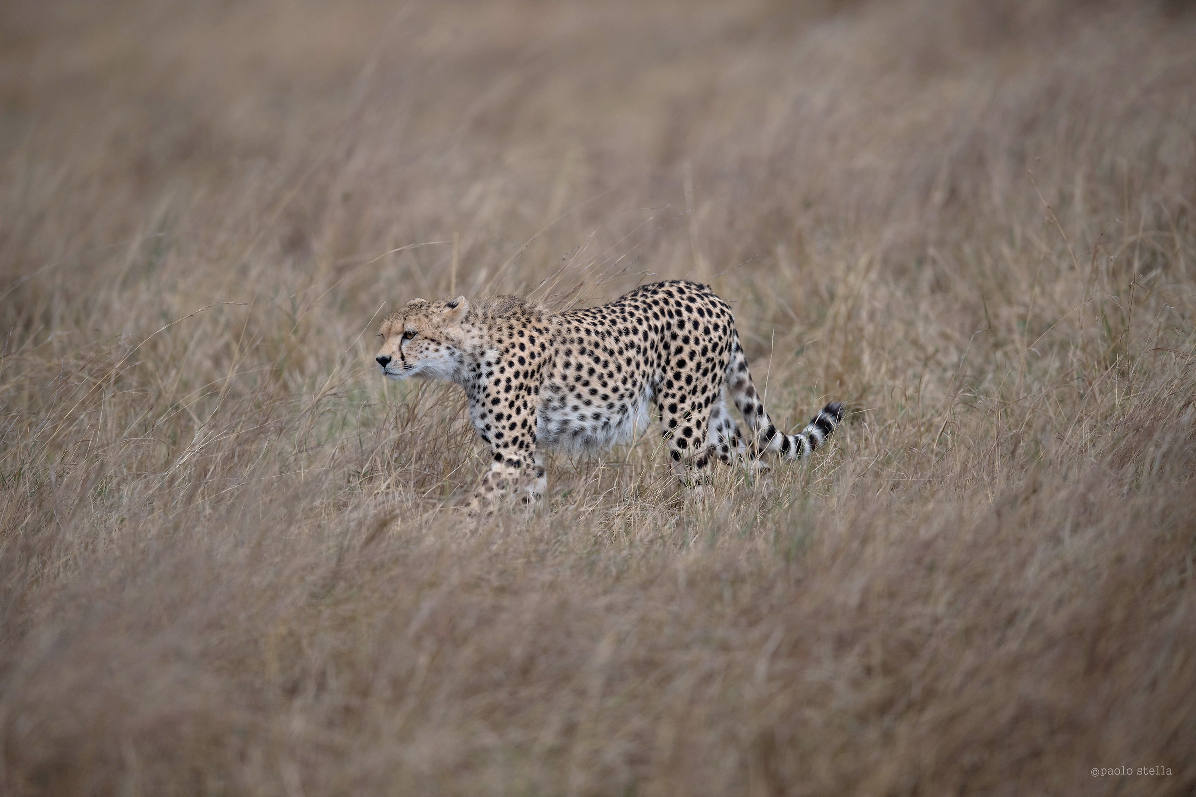 giovane ghepardo in caccia