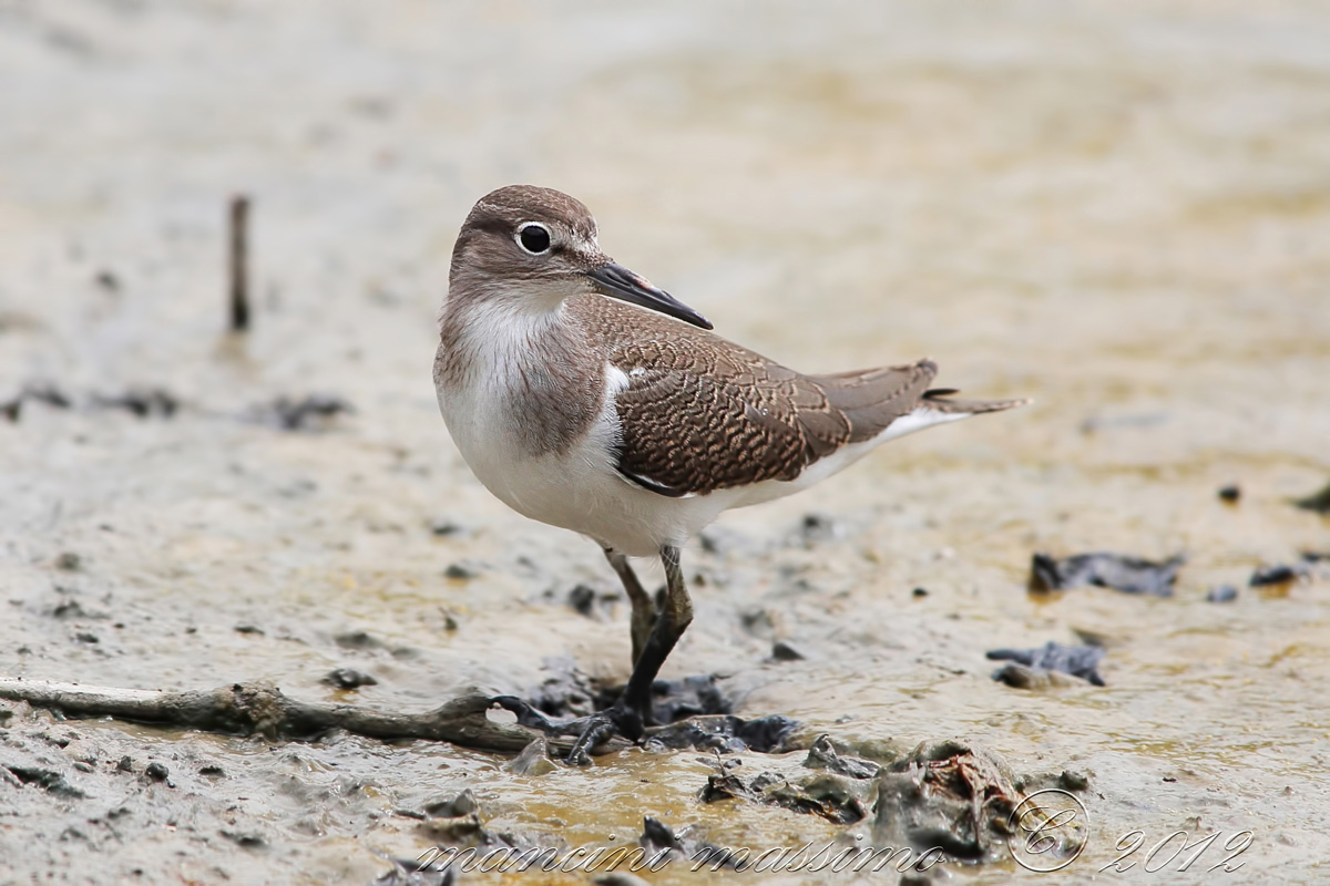 sandpiper (Trinca hypoleucos)